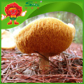 Wholesale Organic Dried Monkey Head Mushroom Hericium Erinaceus